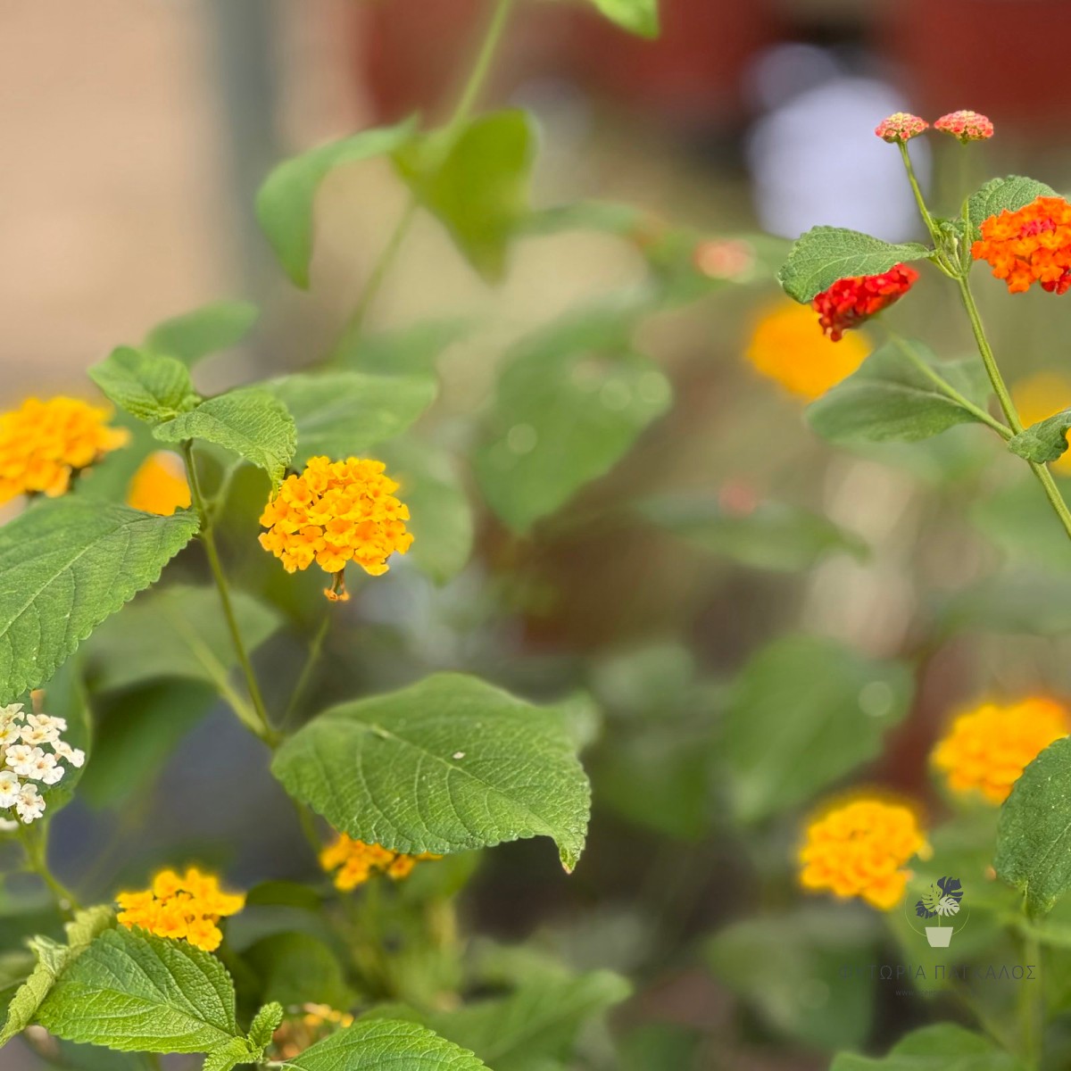 Λαντάνα Έρπουσα (Lantana montevidensis) | Ανθοφόρο Φυτό Εδαφοκάλυψης - 3